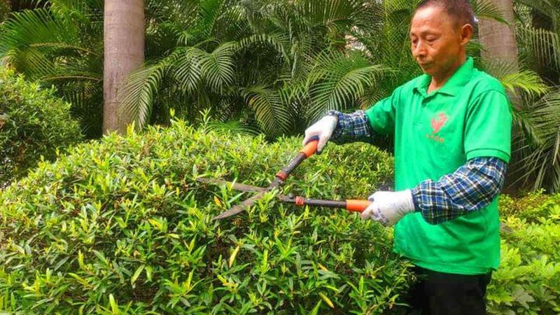草坪卷选购：如何挑选质量好又实惠的供应商